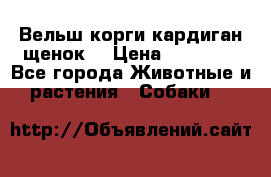 Вельш корги кардиган щенок  › Цена ­ 35 000 - Все города Животные и растения » Собаки   